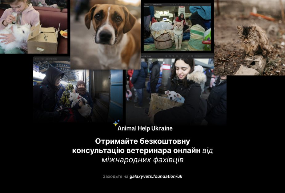 Американська мережа ветклінік Galaxy Vets запустила платформу телемедицини для допомоги власникам тварин в Україні