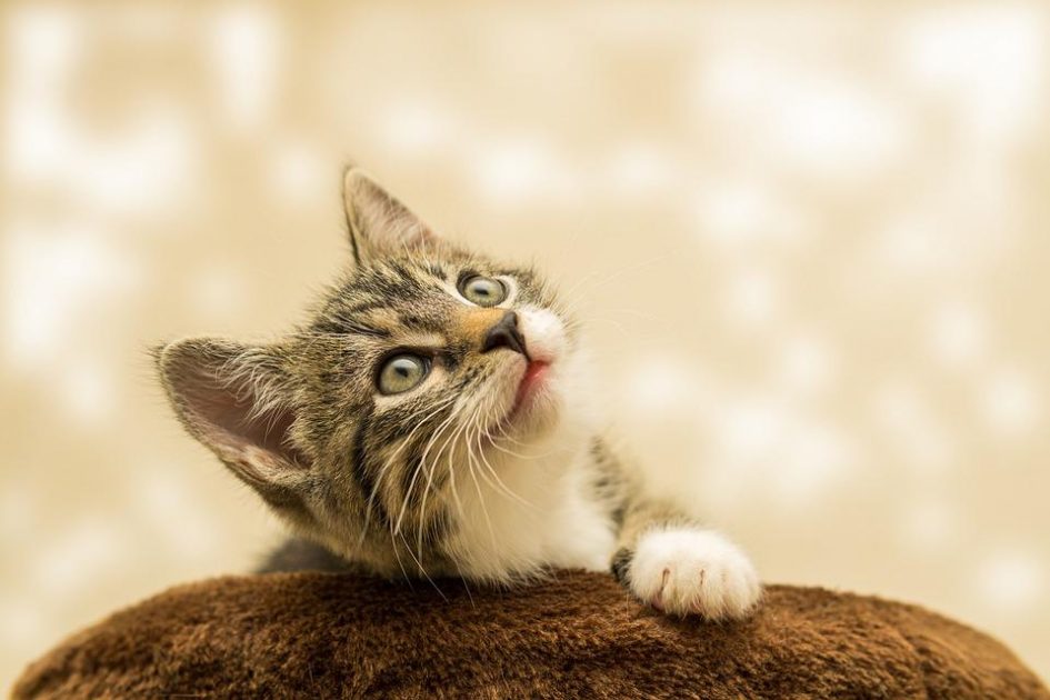 Блохи у котика: симптоми та засоби допомоги