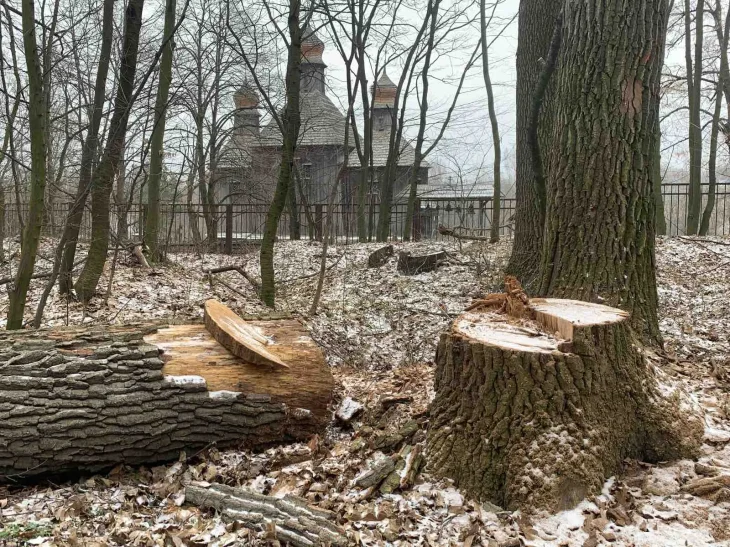 В лісі біля музею Пирогово в Києві зрубали 200-річні дуби (ФОТО)