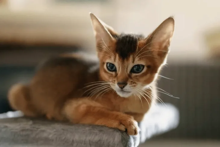 Коти з найбільшими та найкрасивішими очима (фото)