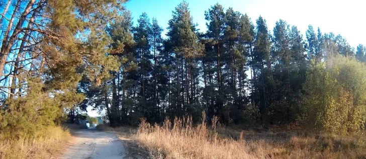 На Київщині планують масово вирубати дерева: що потрібно знати