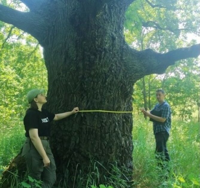 У Києві виявили гігантський дуб, якому понад 400 років (Фото)