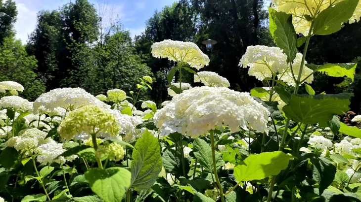 На набережній у Києві розквітла кілометрова алея гортензій (ФОТО)