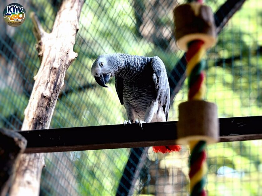 У Київському зоопарку облаштували новий авіарій для врятованих папуг жако (ФОТО)
