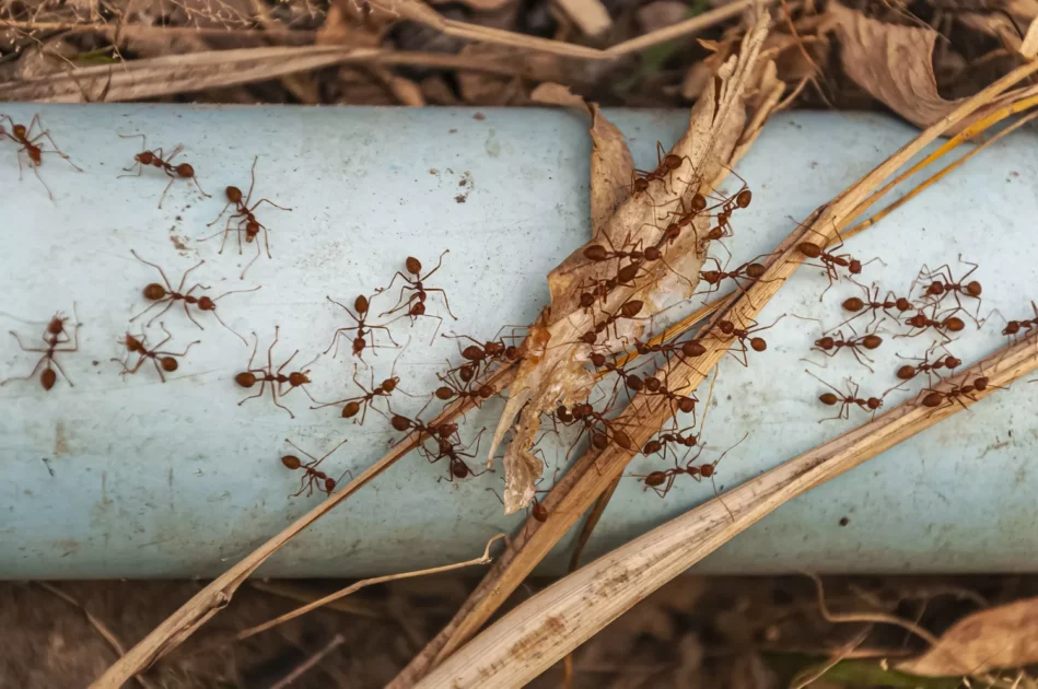 Як позбутися мурах на літній кухні