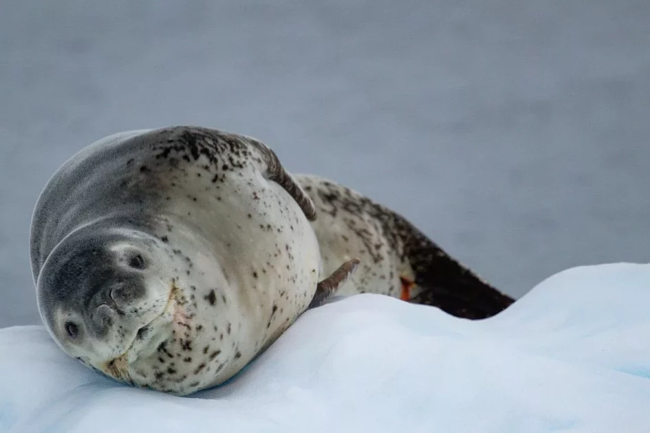 Полярники показали морського леопарда, який полює на пінгвіна (відео)