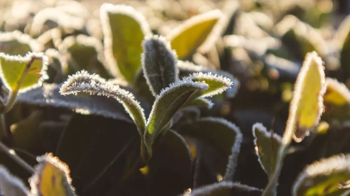 Укриття рослин на зиму: список дій, які можуть нашкодити
