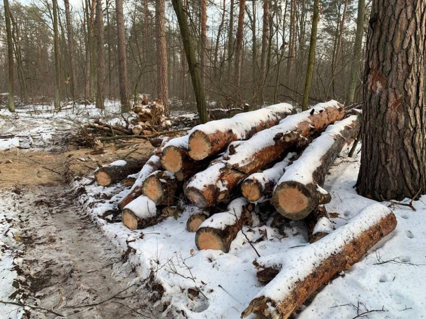 Заповідний ліс почали масово нищити у Києві (ВІДЕО)