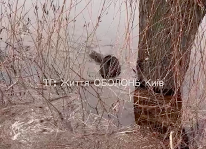 У Києві на Дніпрі помітили величезних бобрів: де їх можна побачити (Відео)