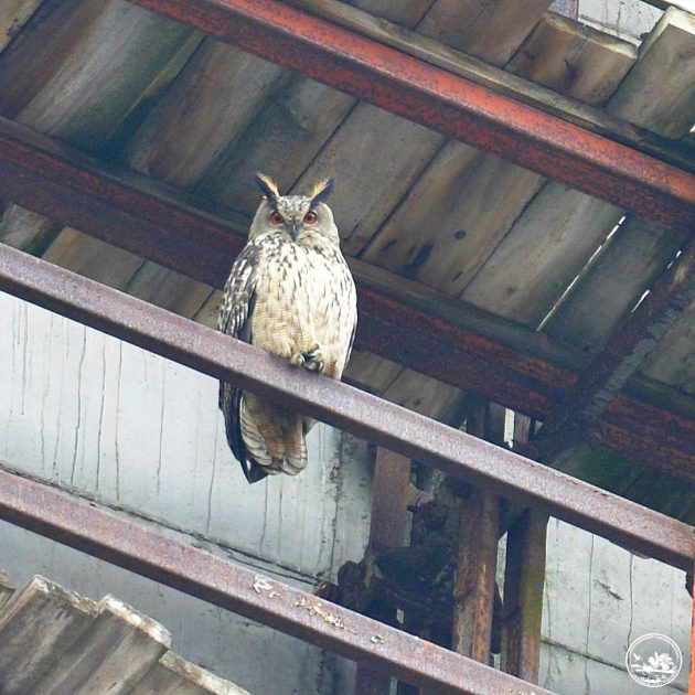 У Чорнобилі оселився птах, яких залишилося не більше 200 пар
