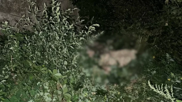 У Харкові чоловік жорстоко вбив собаку: прокуратура відкрила кримінальне провадження