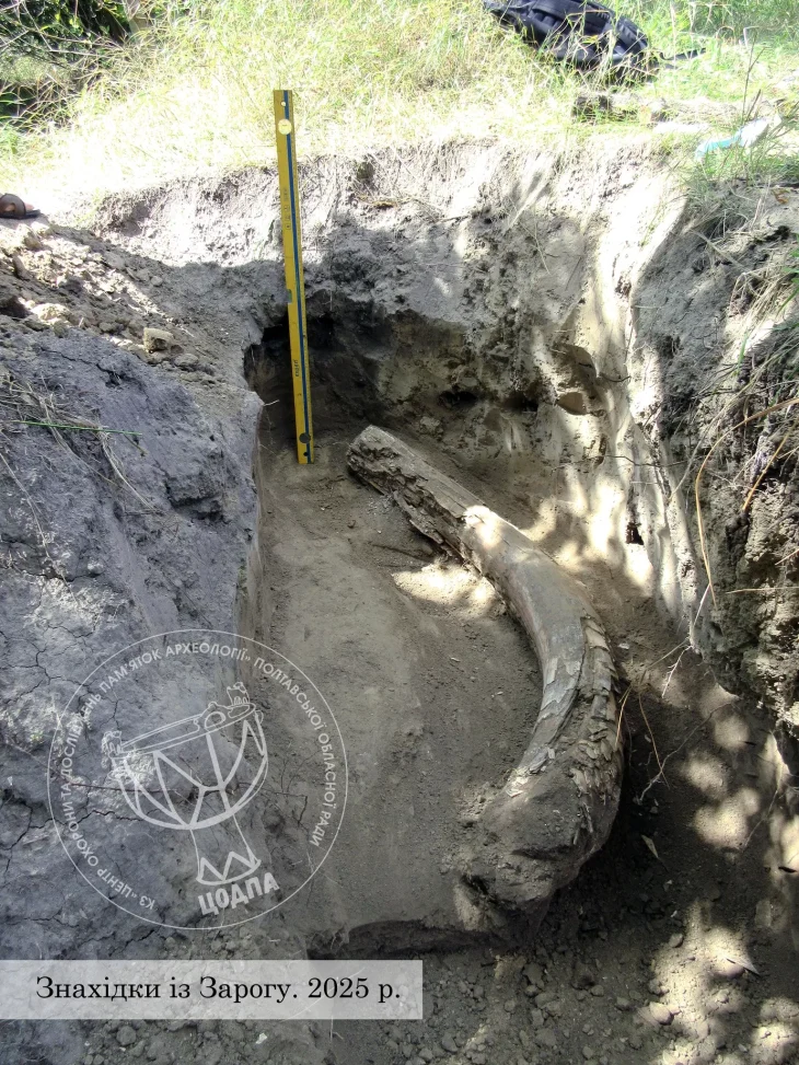 На Полтавщині під час копання глини виявили бивень мамонта