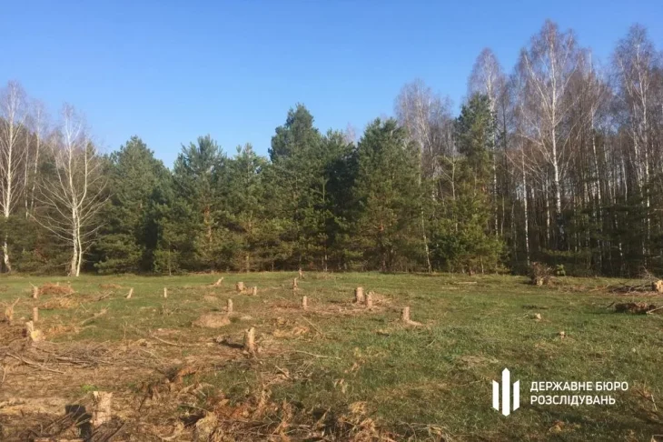На Київщині через службову недбалість знищено 137 дерев: збитки понад мільйон гривень