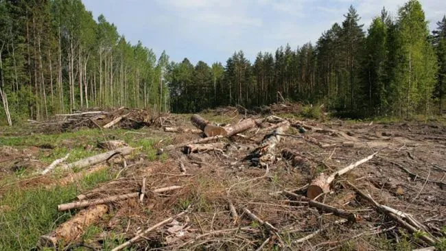 Реформа лісової галузі: ДП «Ліси України» стане акціонерним товариством