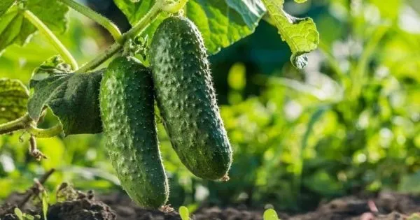 Ціни на тепличні огірки в Україні зросли на 12% через дефіцит продукції