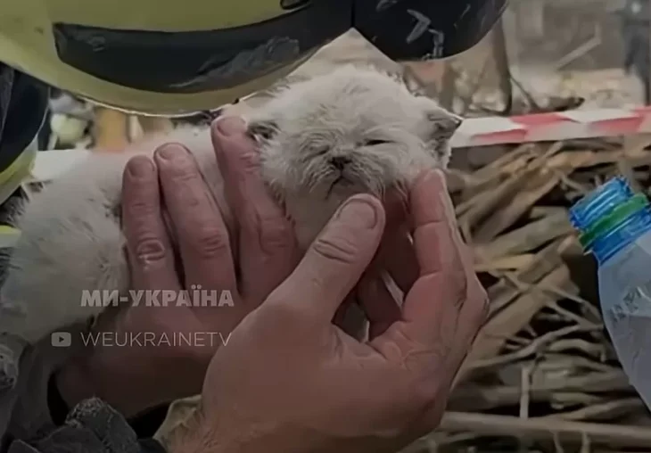 Рятувальники врятували кошеня з-під завалів після обстрілу Лапаївки на Львівщині