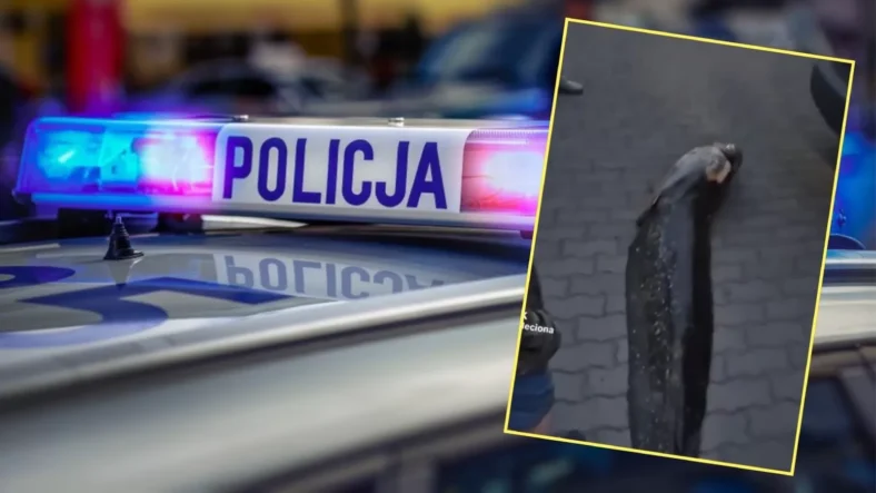 У Варшаві затримали українця за вилов легендарного сома
